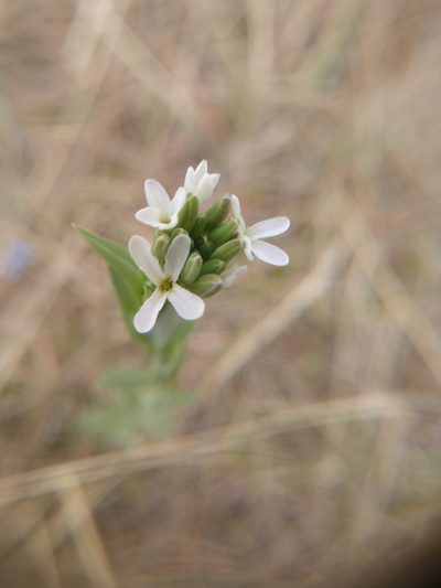 Boechera angustifolia, photographed by Eric Watts