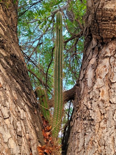 Pilosocereus armatus, photographed by Wes Gapp