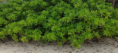 Scaevola taccada