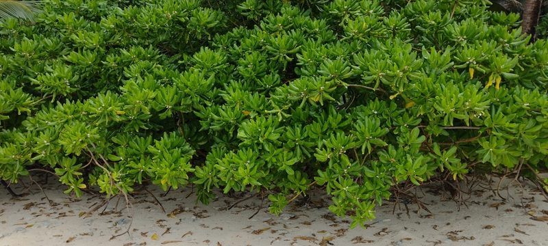 Scaevola taccada, photographed by Dana Lee Ling
