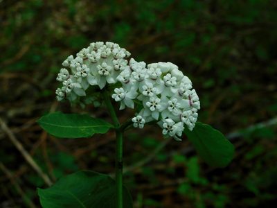Asclepias variegata, photographed by Michael J. Papay
