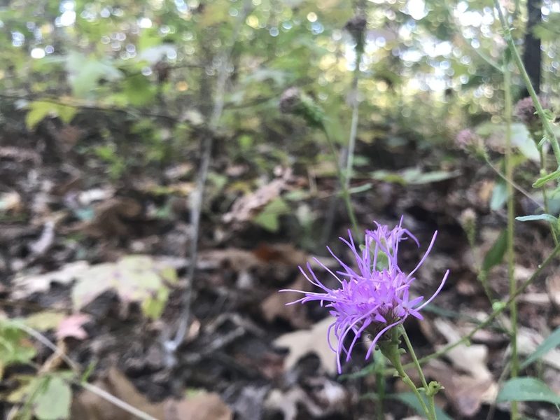 Carphephorus bellidifolius, photographed by Tayton Alvis