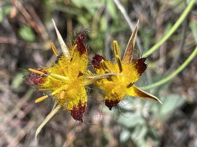 Calochortus obispoensis, photographed by Dee Shea Himes