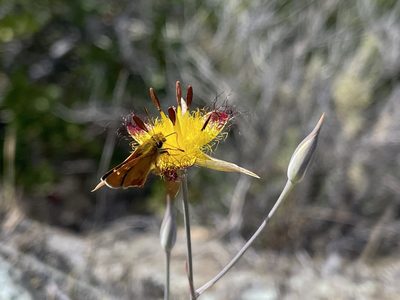 Calochortus obispoensis, photographed by Dee Shea Himes