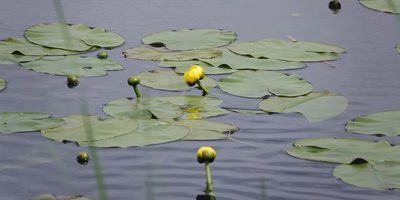 Nuphar variegata, photographed by Ian Whyte