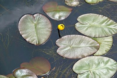Nuphar variegata, photographed by Ian Whyte