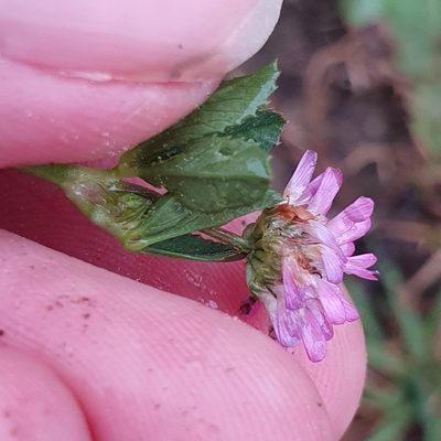 Trifolium resupinatum, photographed by Mehdi Chetibi