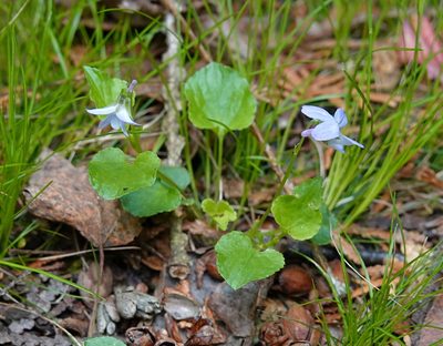 Viola labradorica, photographed by Ian Whyte