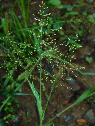 Dichanthelium acuminatum, photographed by Michael J. Papay