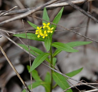 Erysimum cheiranthoides, photographed by Ian Whyte