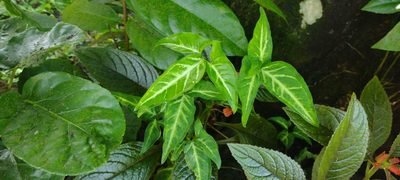 Syngonium podophyllum, photographed by Dana Lee Ling