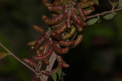 Indigofera suffruticosa, photographed by Kevin Faccenda