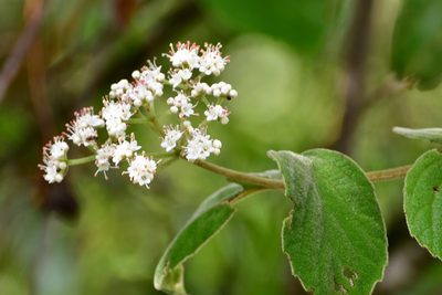 Viburnum jucundum, photographed by Neptalí Ramírez Marcial