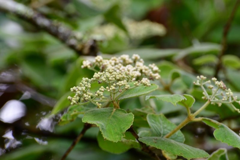 Viburnum jucundum, photographed by Neptalí Ramírez Marcial