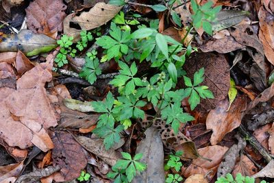 Sanicula liberta, photographed by Neptalí Ramírez Marcial