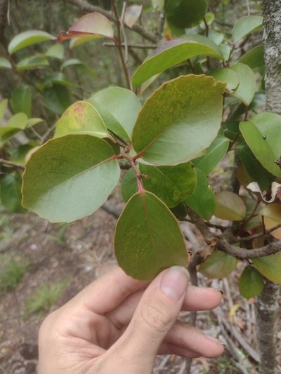 Xylosma hawaiensis, photographed by Kevin Faccenda