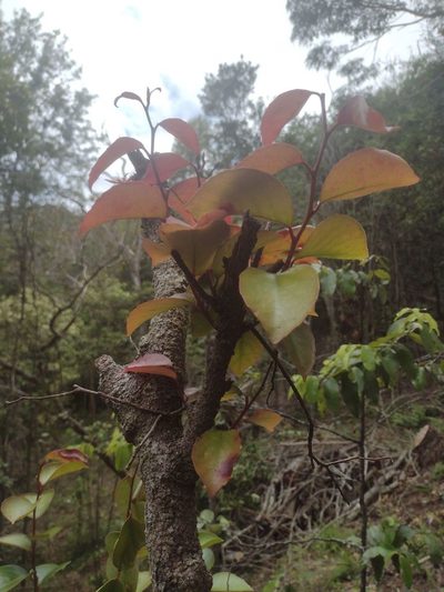Xylosma hawaiensis, photographed by Kevin Faccenda