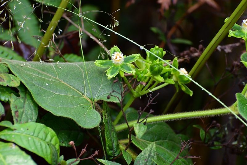 Gonolobus stenosepalus, photographed by Neptalí Ramírez Marcial