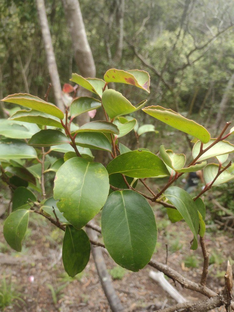 Xylosma hawaiensis, photographed by Kevin Faccenda