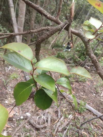 Xylosma hawaiensis, photographed by Kevin Faccenda