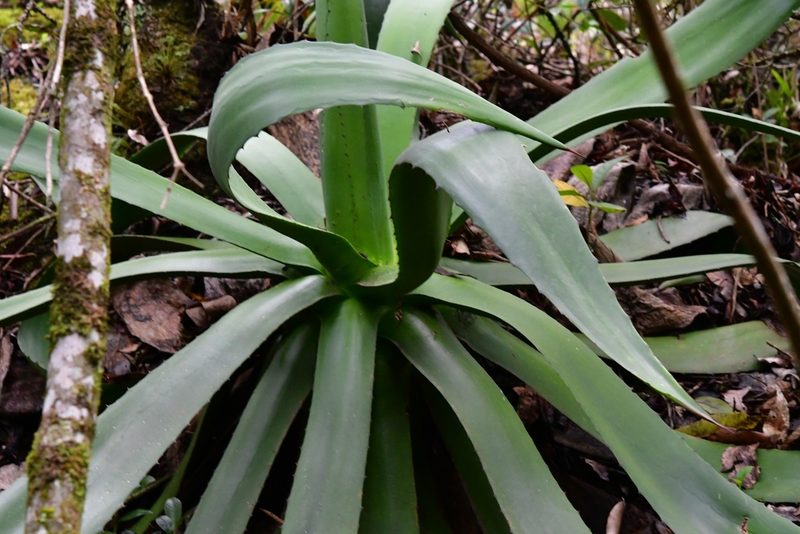 Agave warelliana, photographed by Neptalí Ramírez Marcial
