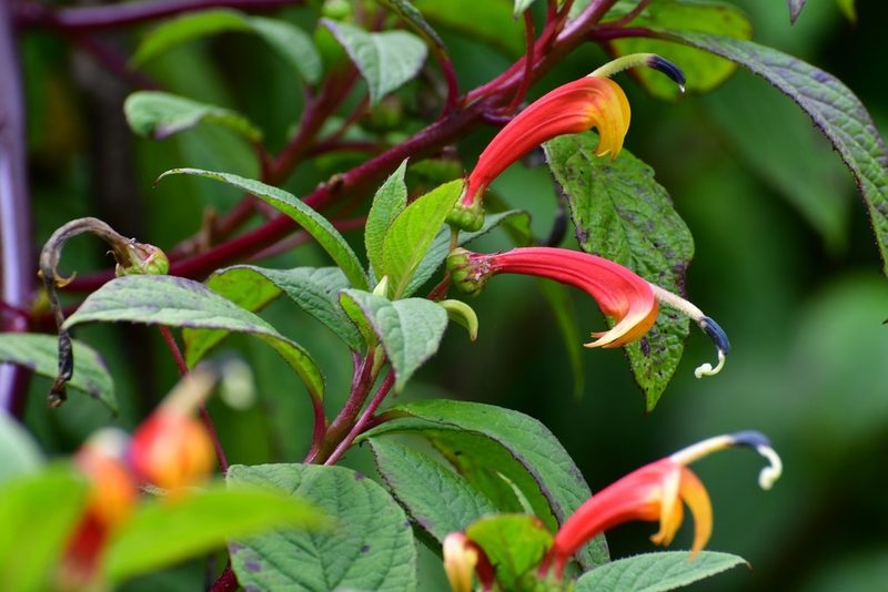 Centropogon grandidentatus, photographed by Neptalí Ramírez Marcial