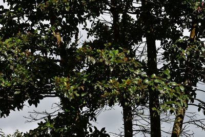 Clethra vicentina, photographed by Neptalí Ramírez Marcial