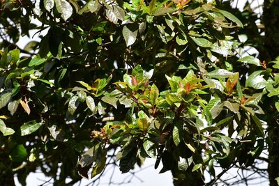 Clethra vicentina, photographed by Neptalí Ramírez Marcial