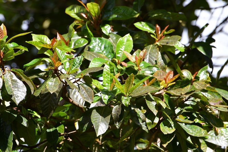 Clethra vicentina, photographed by Neptalí Ramírez Marcial