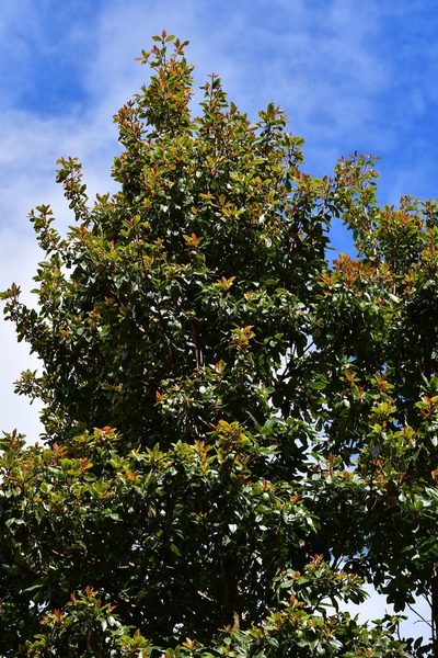 Clethra vicentina, photographed by Neptalí Ramírez Marcial