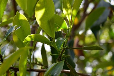 Cleyera theoides, photographed by Neptalí Ramírez Marcial