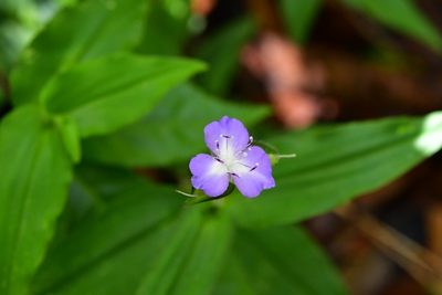 Tradescantia commelinoides, photographed by Neptalí Ramírez Marcial