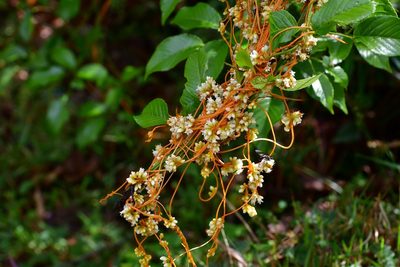 Cuscuta jalapensis, photographed by Neptalí Ramírez Marcial
