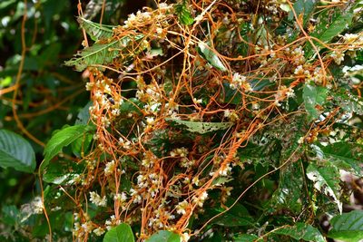 Cuscuta jalapensis, photographed by Neptalí Ramírez Marcial