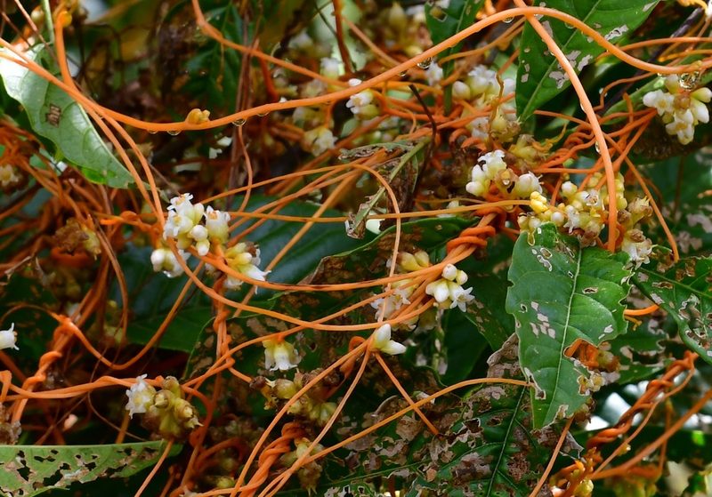 Cuscuta jalapensis, photographed by Neptalí Ramírez Marcial