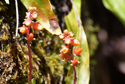 Echeveria bella, photographed by Neptalí Ramírez Marcial