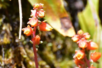 Echeveria bella, photographed by Neptalí Ramírez Marcial