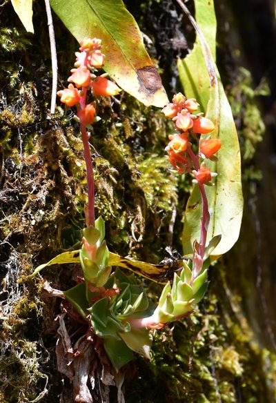 Echeveria bella, photographed by Neptalí Ramírez Marcial