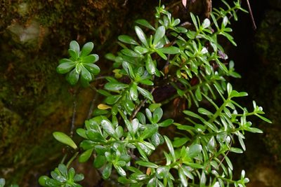 Sedum botterii, photographed by Neptalí Ramírez Marcial