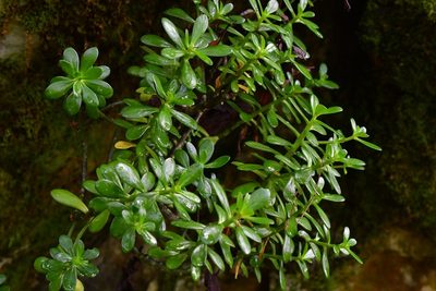 Sedum botterii, photographed by Neptalí Ramírez Marcial
