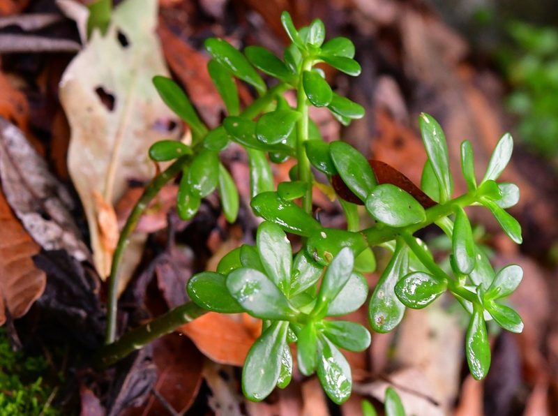 Sedum botterii, photographed by Neptalí Ramírez Marcial