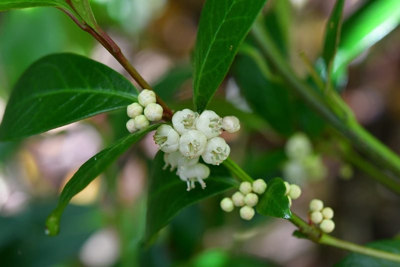 Myrsine penduliflora, photographed by Neptalí Ramírez Marcial