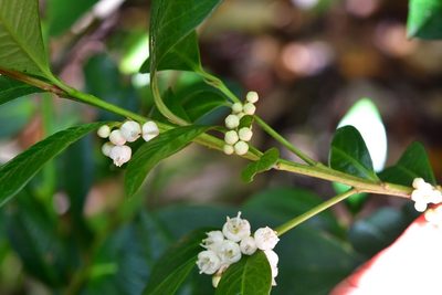 Myrsine penduliflora, photographed by Neptalí Ramírez Marcial