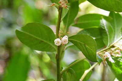 Myrsine penduliflora, photographed by Neptalí Ramírez Marcial