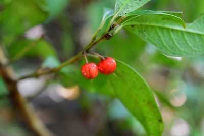 Myrsine penduliflora, photographed by Neptalí Ramírez Marcial