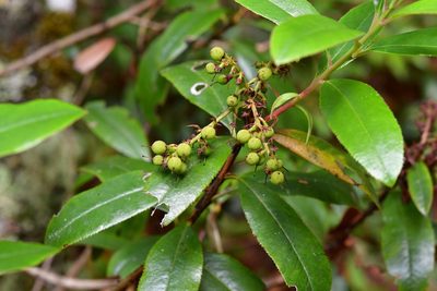 Comarostaphylis discolor, photographed by Neptalí Ramírez Marcial