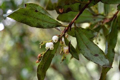 Comarostaphylis discolor, photographed by Neptalí Ramírez Marcial