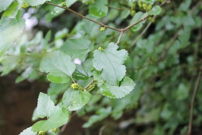 Morus alba, photographed by Violet T.