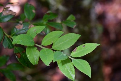Vaccinium leucanthum, photographed by Neptalí Ramírez Marcial