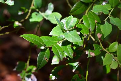 Vaccinium leucanthum, photographed by Neptalí Ramírez Marcial